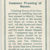 Summer pruning of roses.