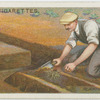 Planting asparagus.