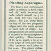 Planting asparagus.