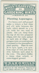 Planting asparagus.