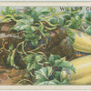 A marrow-bed.