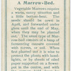 A marrow-bed.