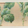 Cabbage plants.