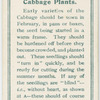 Cabbage plants.