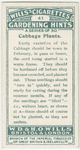 Cabbage plants.