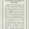 Pruning gooseberry bushes.