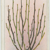 Pruning black current bushes.