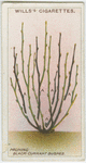 Pruning black current bushes.