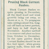 Pruning black current bushes.