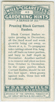 Pruning black current bushes.