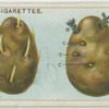 Seed potatoes.