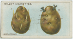 Seed potatoes.