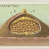 A potato clamp.