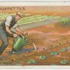 Planting cabbages.