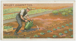 Planting cabbages.