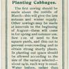Planting cabbages.