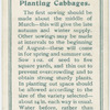 Planting cabbages.