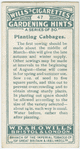 Planting cabbages.