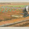 Planting potatoes.