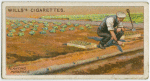 Planting potatoes.