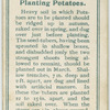 Planting potatoes.