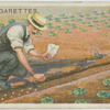 Sowing peas.