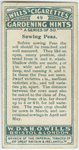 Sowing peas.