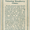 Thinning raspberry canes.