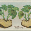 Dividing begonias.