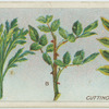 Cuttings.