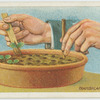 Transplanting seedlings.