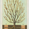 Root-pruning.