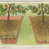 Potting.