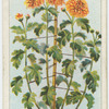 Staking chrysanthemums.