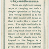 Staking chrysanthemums.