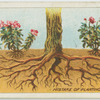 Mistake of planting too near treees.
