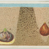 Planting bulbs.