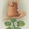 Re-potting.