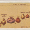 Depth of planting bulbs.