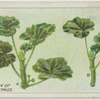 Preparation of geranium cuttings.