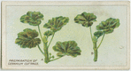 Preparation of geranium cuttings.