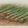 treatment of bulbs after flowering.