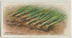 treatment of bulbs after flowering.