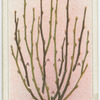 Pruning black current bushes.