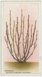 Pruning black current bushes.