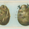 Seed potatoes.
