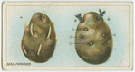 Seed potatoes.