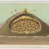 A potato clamp.