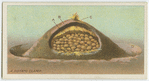 A potato clamp.
