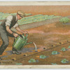 Planting cabbages.